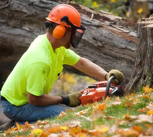 tree services Berlin